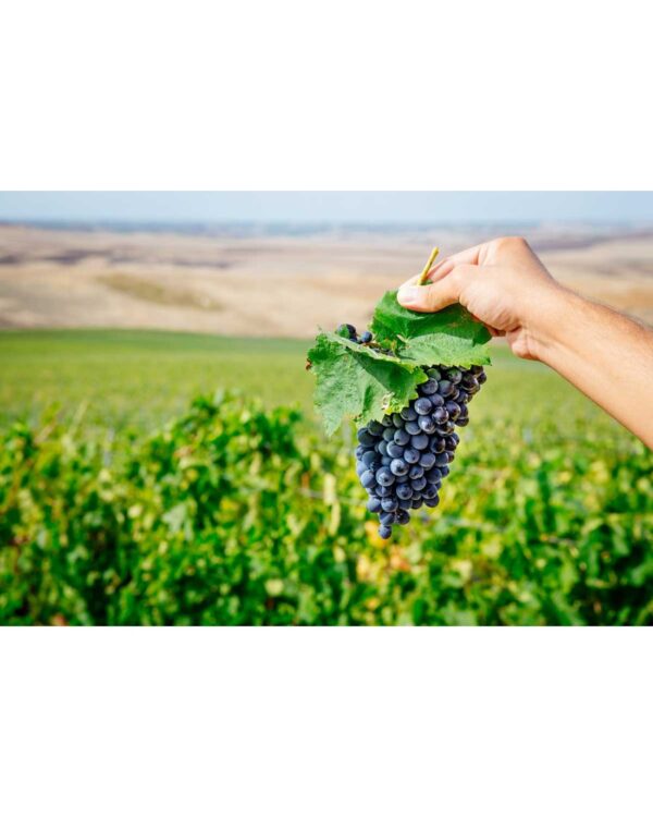 Terre Siciliane IGT Quater Vitis Rosso 2019 Firriato