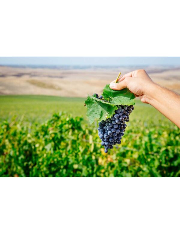 Terre Siciliane IGT Quater Vitis Rosso 2019 Firriato