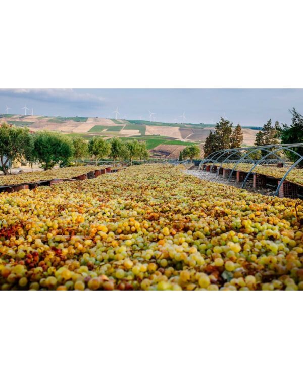 Terre Siciliane IGT L'Ecrù 2020 Firriato