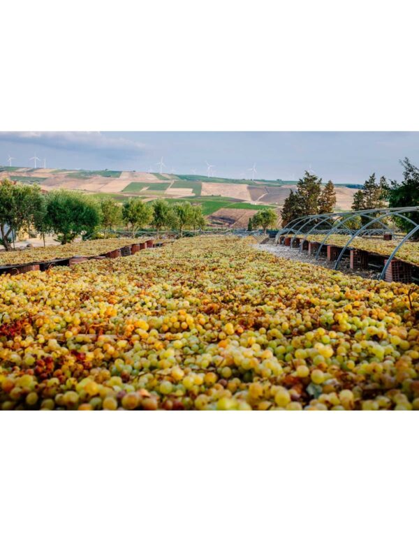 Terre Siciliane IGT L'Ecrù 2020 Firriato
