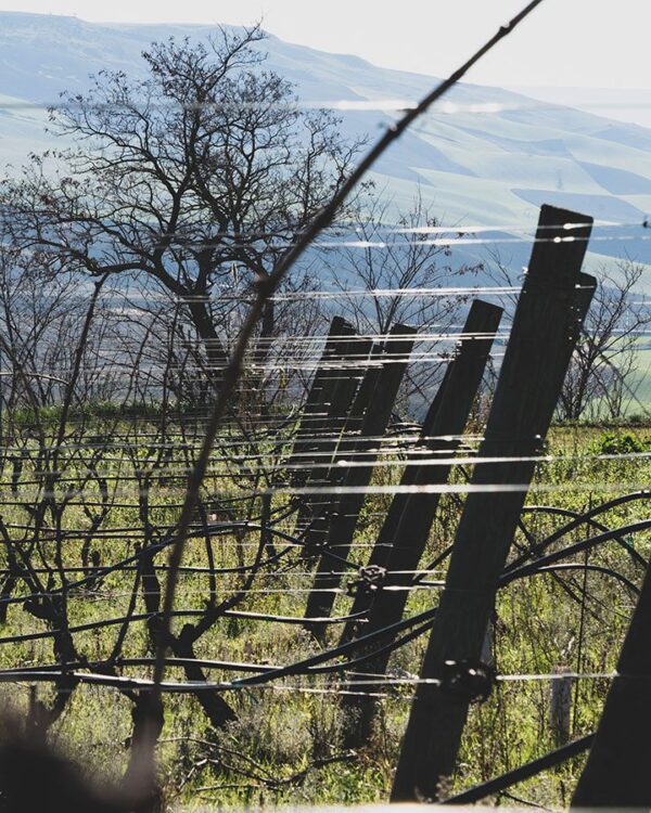 Tufjano Vino Fiano 2024 IGP Puglia Colli della Murgia - immagine 3