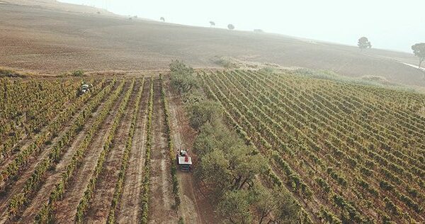 Tufjano Vino Fiano 2024 IGP Puglia Colli della Murgia - immagine 4