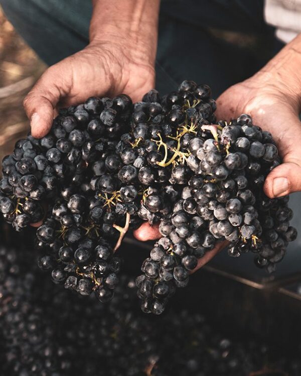 Sellaia 2024 Vino Rosato IGP Puglia  Colli della Murgia - immagine 2